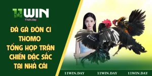 Đá gà trực tuyến cựa dao