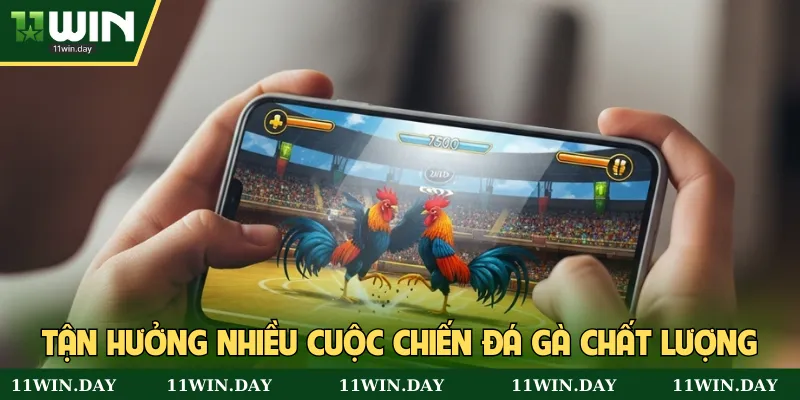 Tận hưởng nhiều cuộc chiến đá gà chất lượng