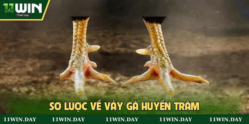 Tổng quát về vảy gà huyền trâm